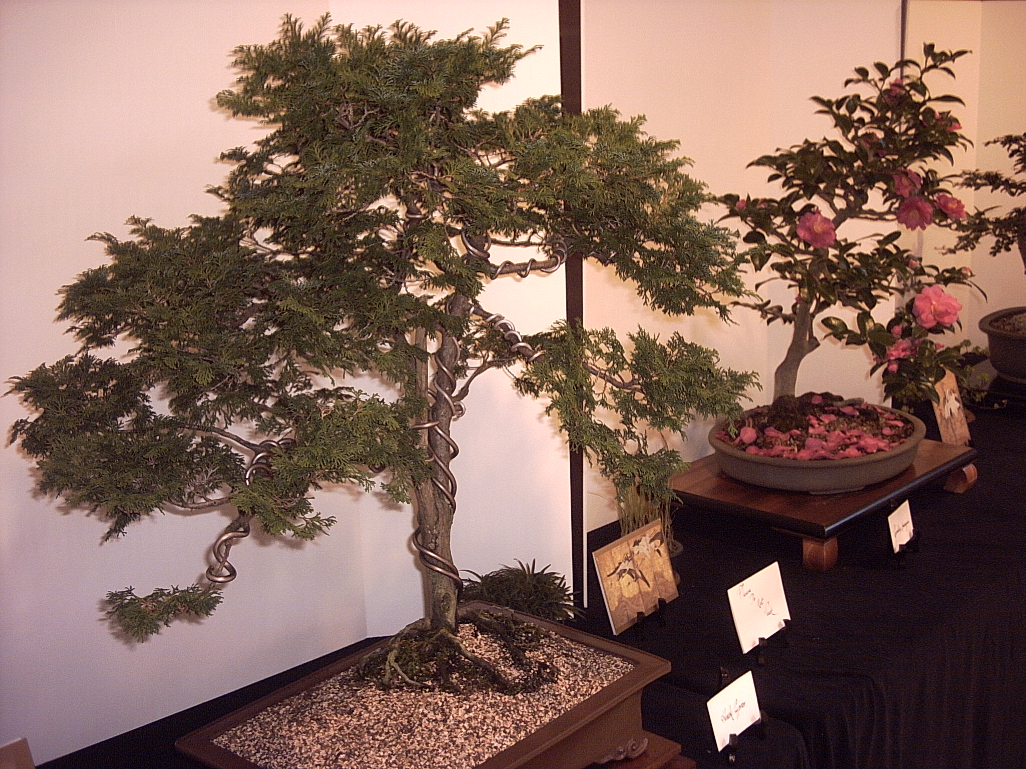 Bonsai plants with a camellia plant