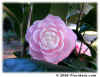 PinkPerfection - circa 1875