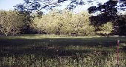 Pecan Orchard