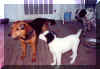 Yard Dogs.jpg (112380 bytes)