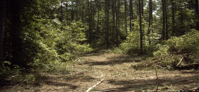 Hardwoods in the lower fields