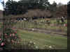 Burden Rose Gardens.jpg (830163 bytes)