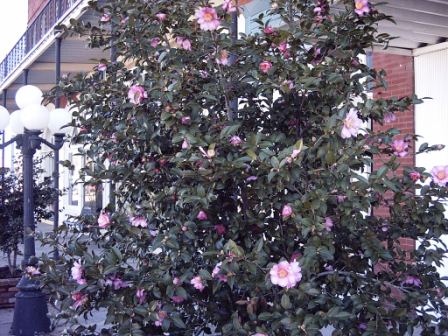 Downtown camellias